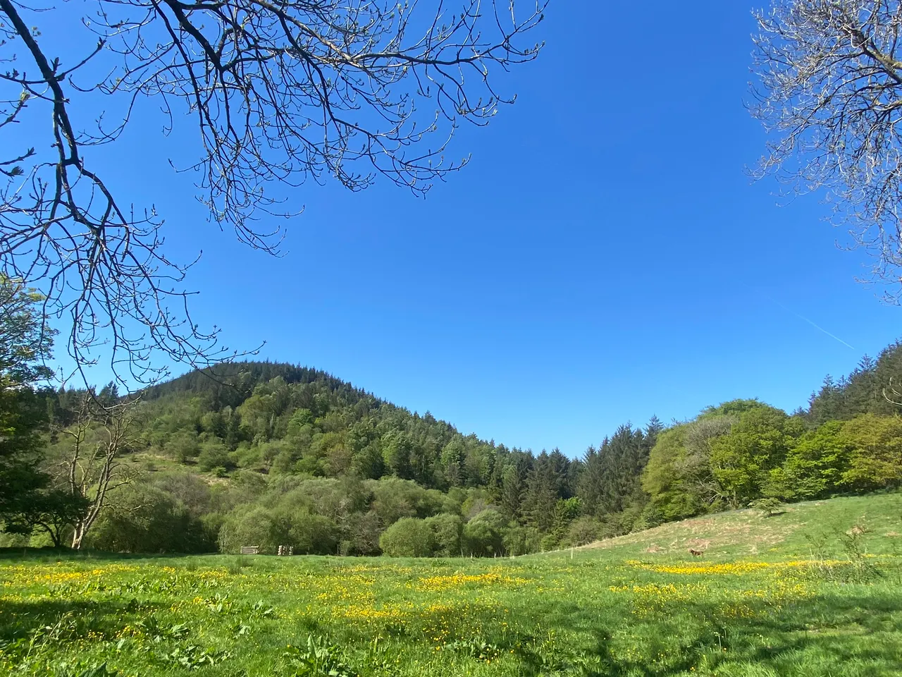cooltrees-003_field_flowers7_repeat