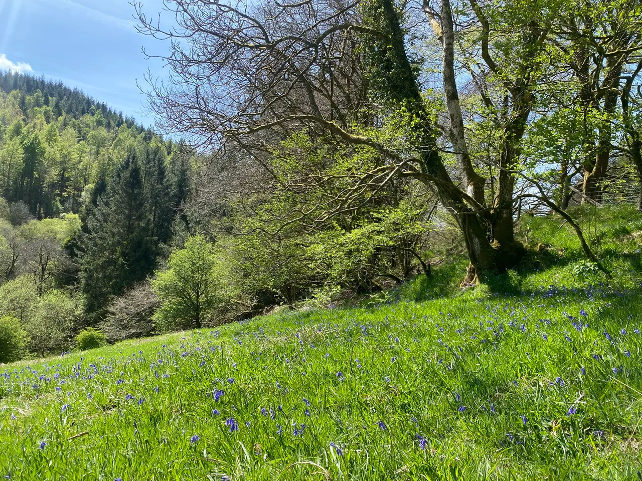 cooltrees-006_bluebells