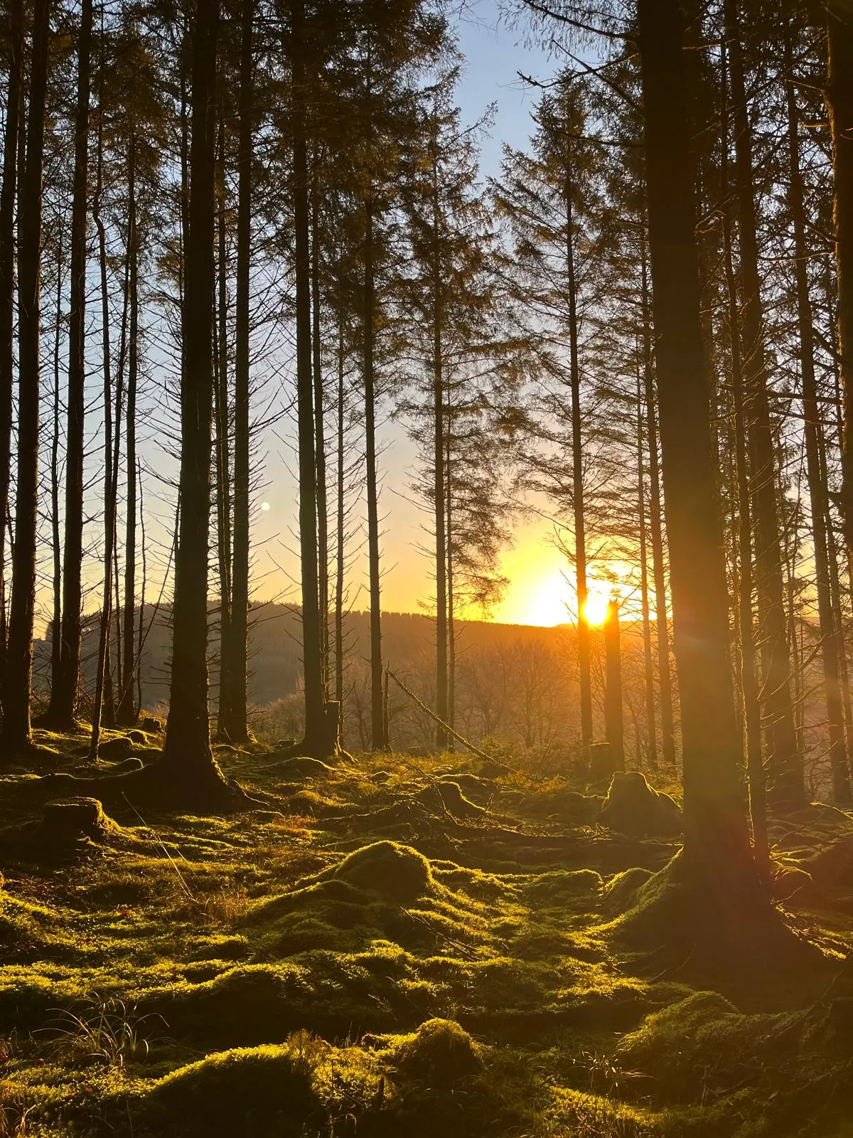 cooltrees-012_forest_sunset
