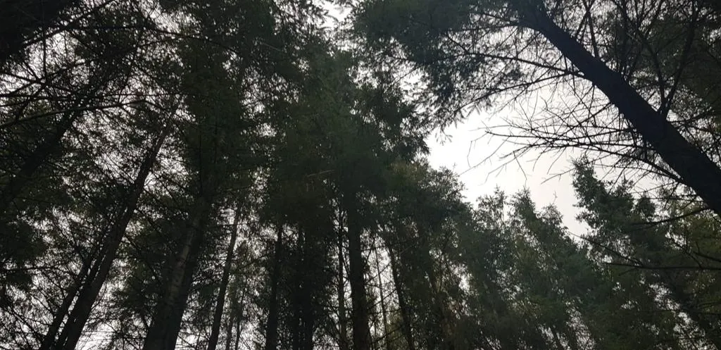 cooltrees-0wNyvh3HYWCzTR6Z5R35-JP-7DkNwb11Hx44Z_ma_L0=_plaintext_638222848086509316