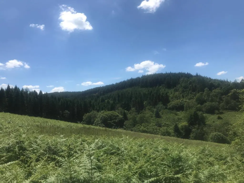 cooltrees-9581b85d-b269-472a-9c6b-eac94d00f564