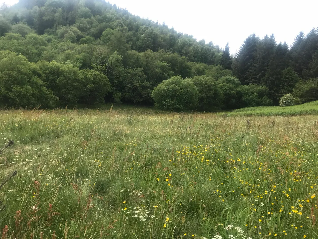 cooltrees-IMG-20230613-WA0022