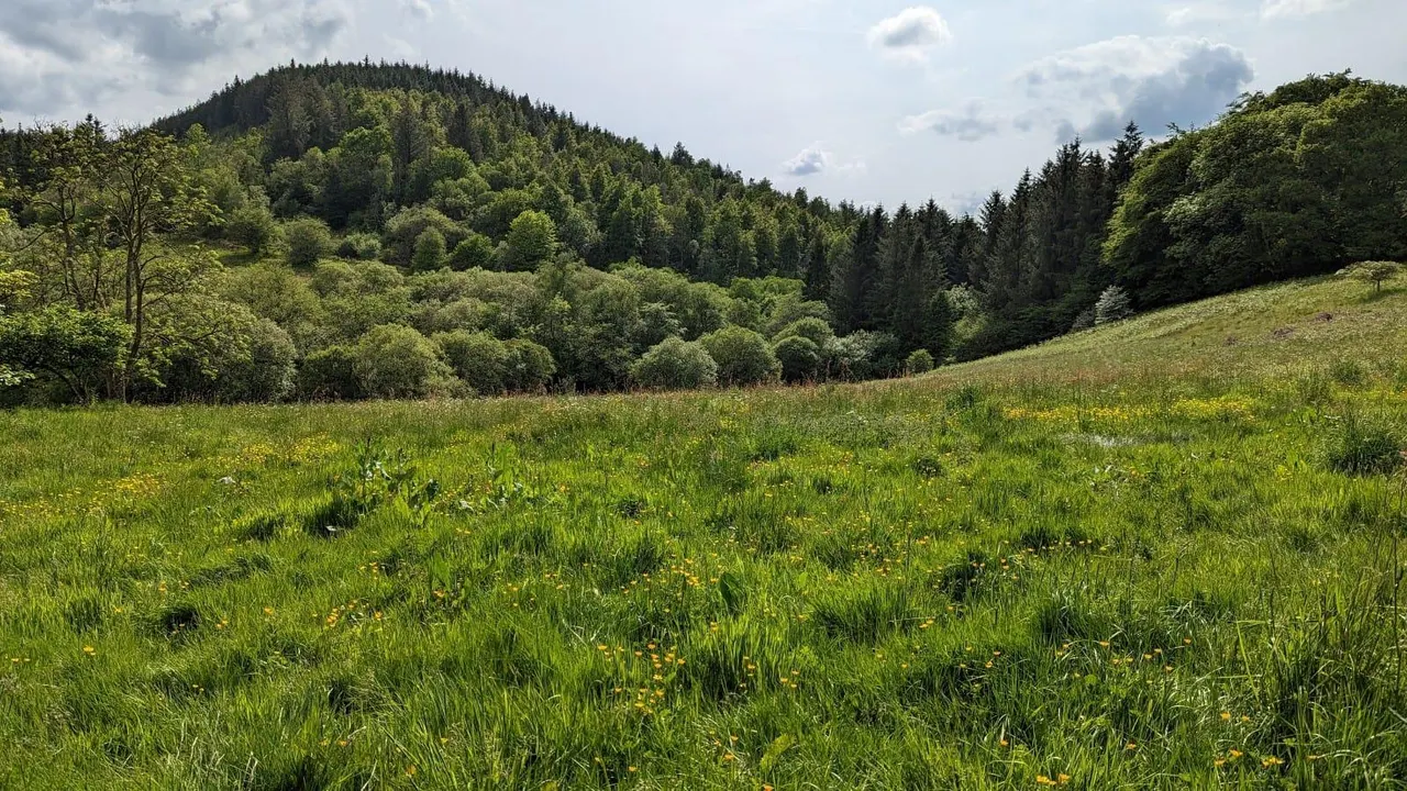 cooltrees-festival-field