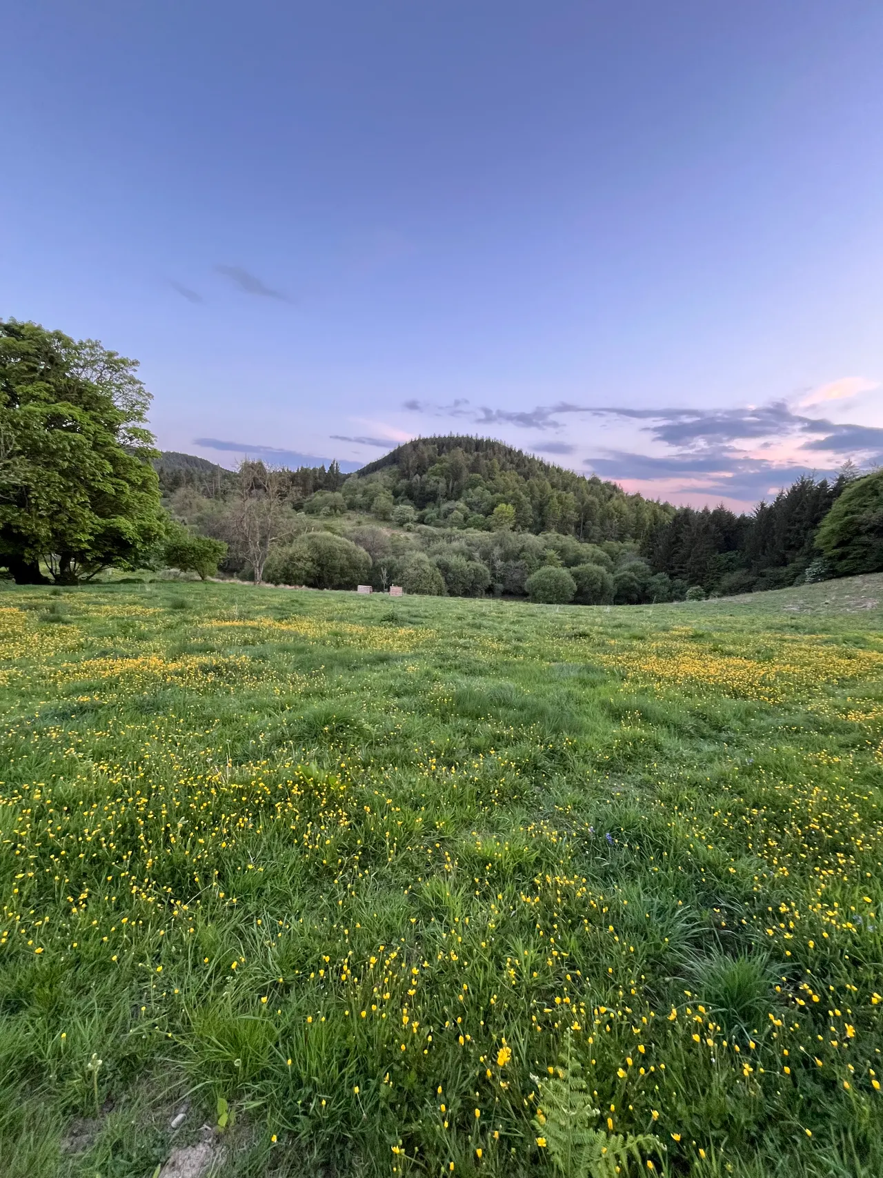 cooltrees-field-flowers3_repeat
