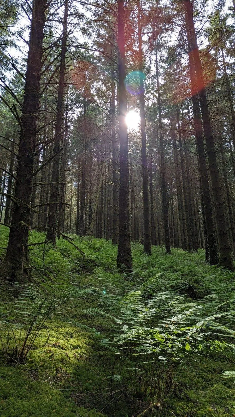 cooltrees-le1swxfwoL1KUXOmH6xpjHGWLRtQ8D0POL71BGQXMbo=_plaintext_638236554572804533