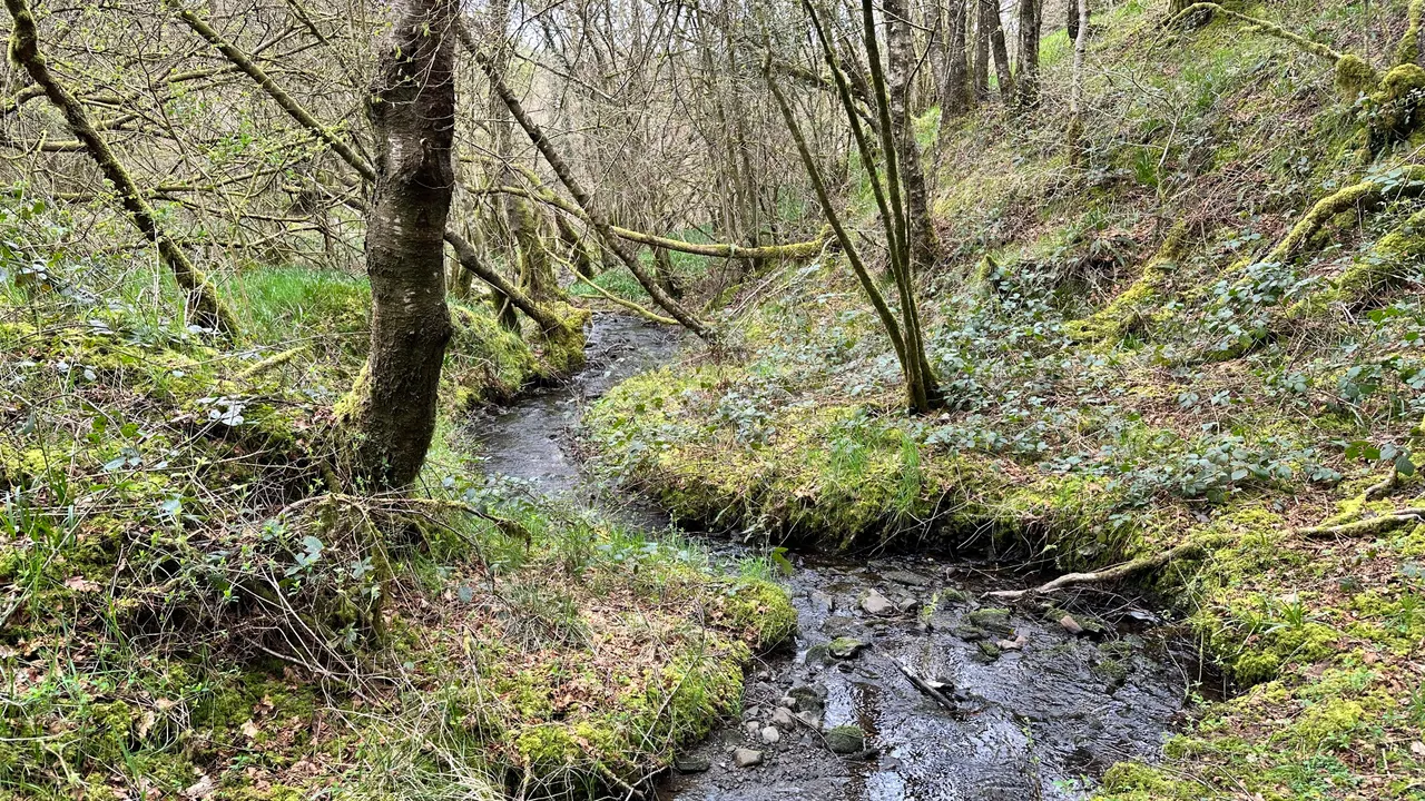 cooltrees-stream_woods