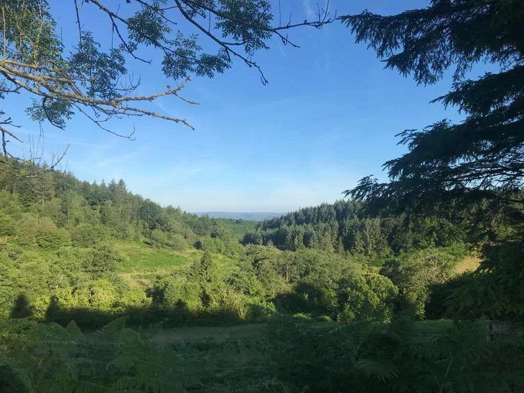 cooltrees-view-from-top-mozart-field