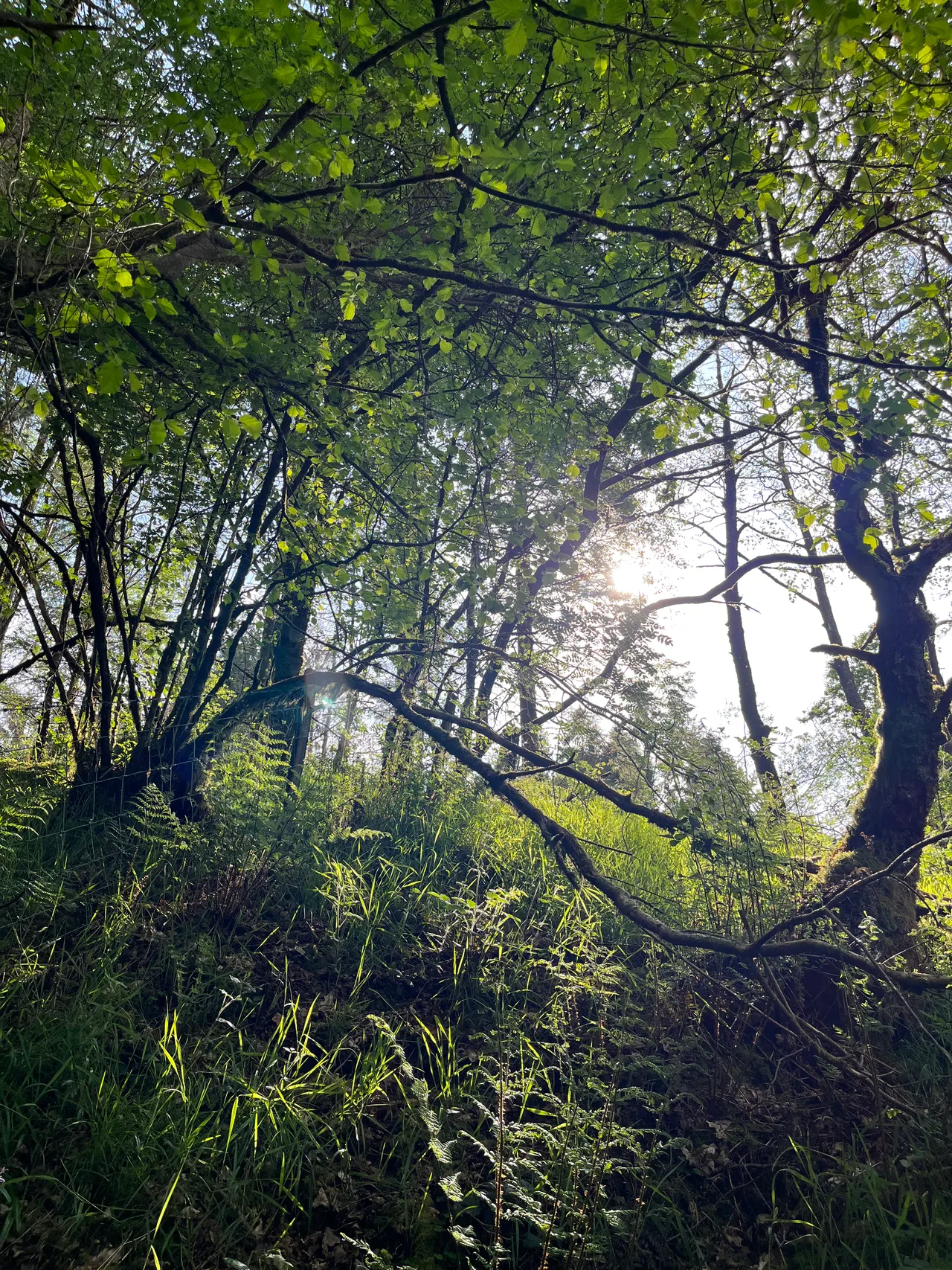 cooltrees-woods