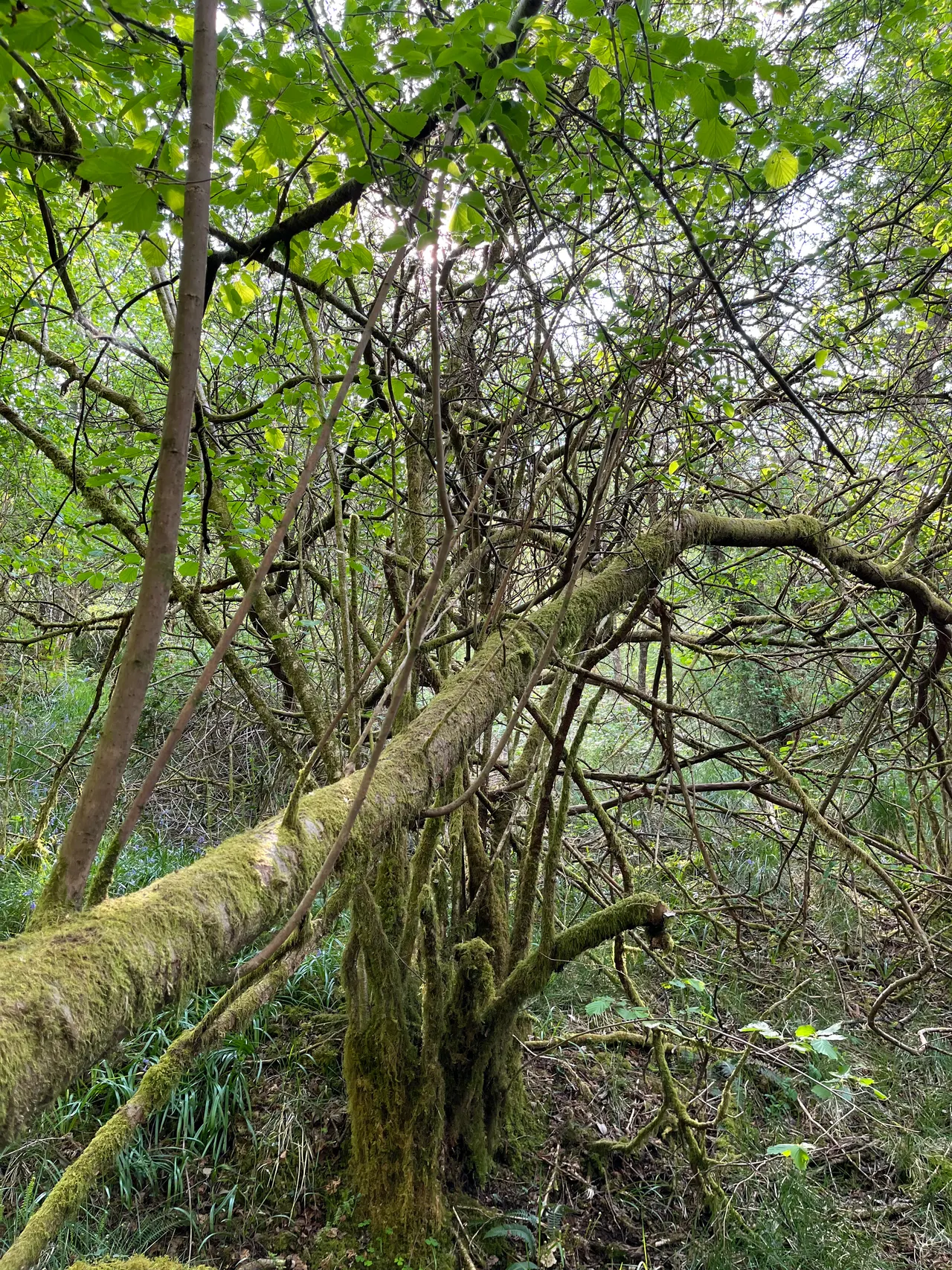 cooltrees-woods2