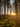 cooltrees-012_forest_sunset