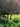 cooltrees-022_mozart_tree