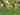 cooltrees-025_otis_bluebells2