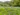cooltrees-bluebells_2