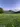 cooltrees-field-flowers3_repeat