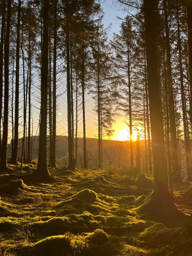 cooltrees-012_forest_sunset
