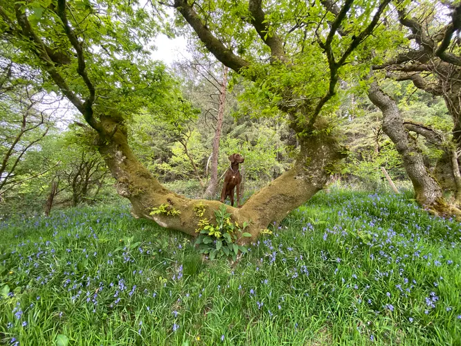 cooltrees-025_otis_bluebells2