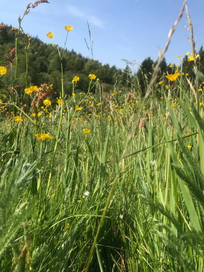 cooltrees-IMG-20230628-WA0059