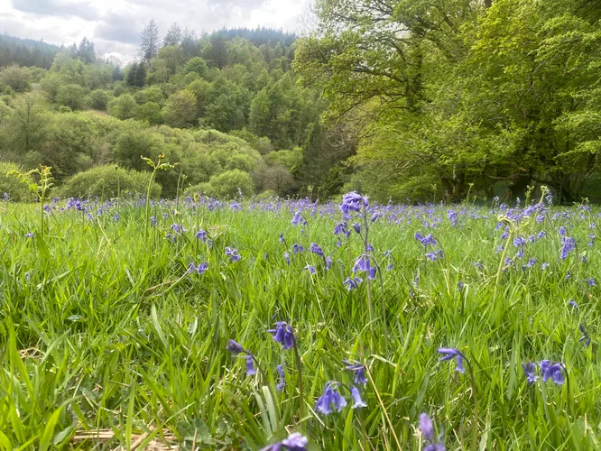 cooltrees-bluebells_2