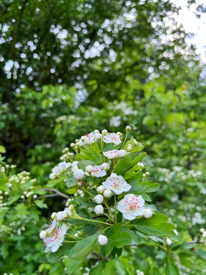 cooltrees-flower_close