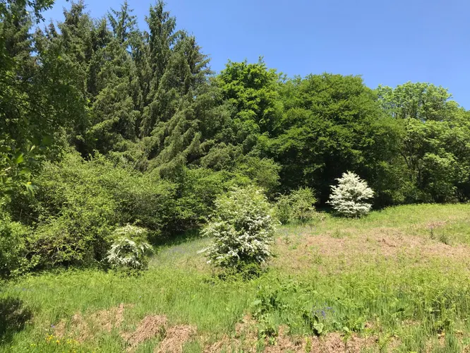 cooltrees-hawthorn-blossom
