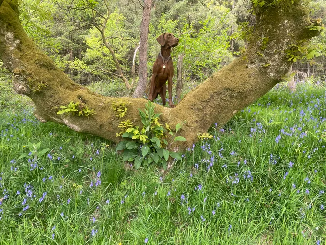 cooltrees-otis_bluebells
