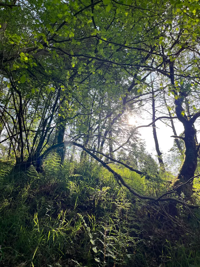 cooltrees-woods