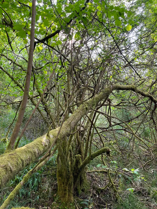 cooltrees-woods2
